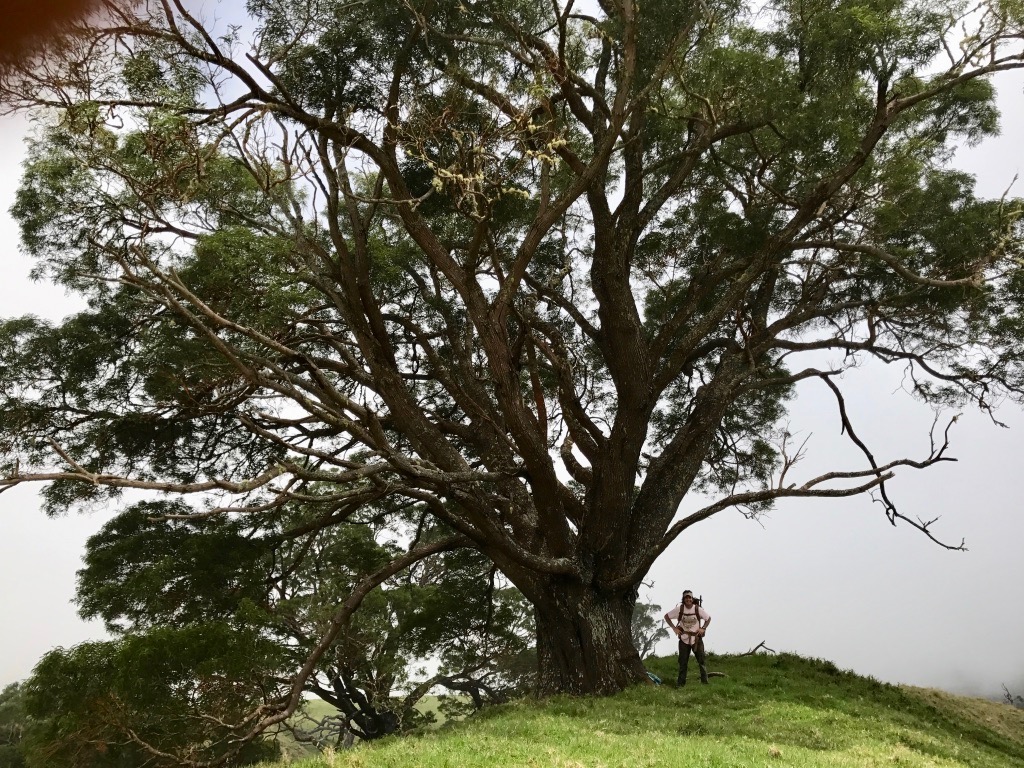  Ancient giant Koa tree 