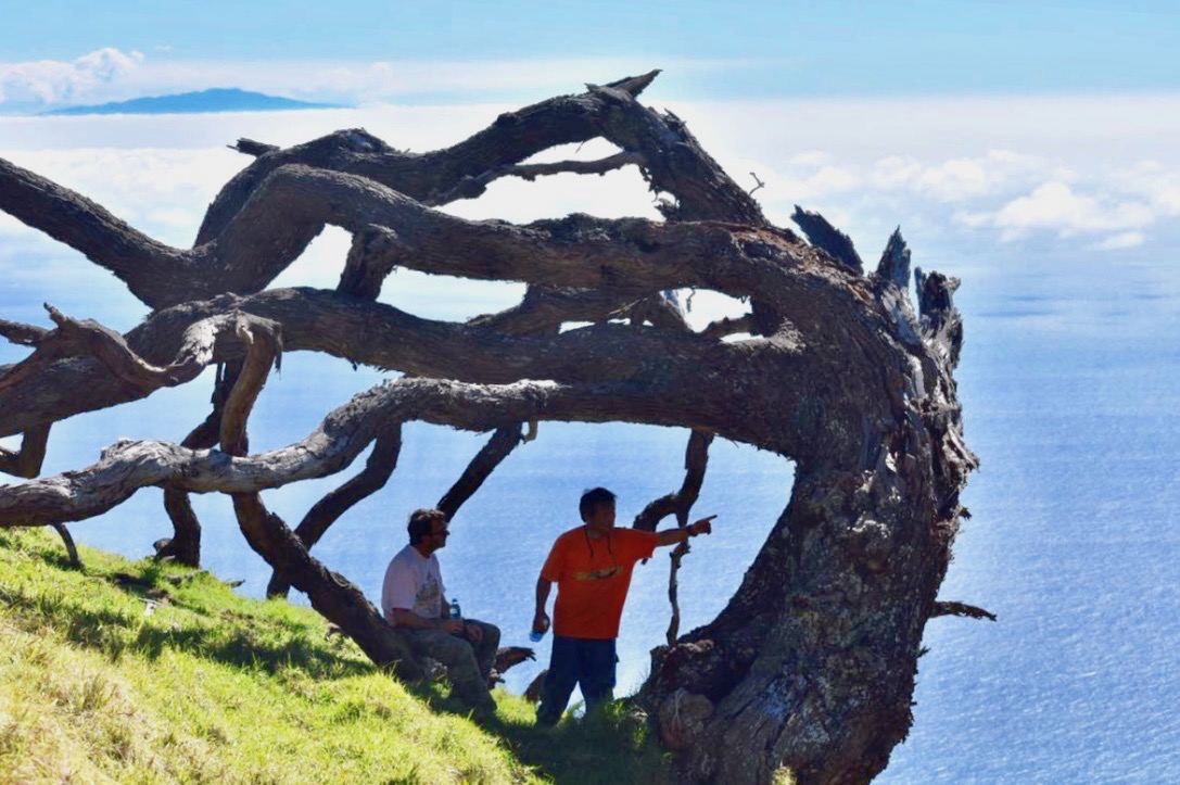  Gnarly old giant Koa 